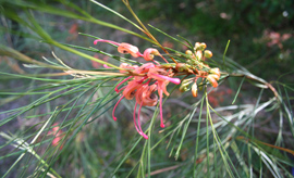 beautiful native flora