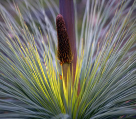 native flora